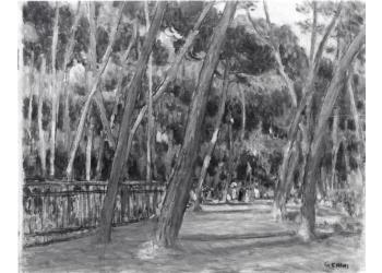 Pineta a Viareggio Pineta a Viareggio